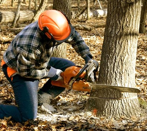 Tree Removal in Lovelady, TX